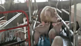 刚出生的小猪，围着母猪转不停！
