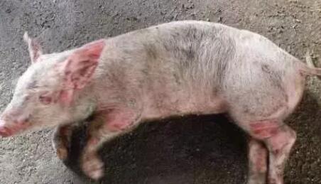 近期这5种猪病很嚣张，最佳的治疗思路是这样的！