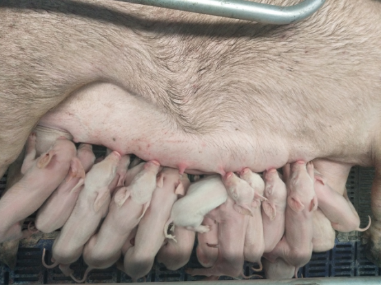 8月26日，天兆猪业集团分公司黑龙江天兆木兰县蒙古山核心育种场传来喜讯，在这里安家落户的千头法系原种猪在18时20分顺利产下第一窝仔猪，活产仔17头。