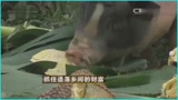 养猪免费送不卖？这是什么招数？
