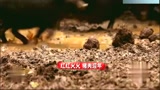 农村小哥养猪都如此有心机，难怪一年就能脱贫？？