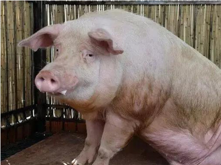 母猪产后消炎肌肉注射与输液方案，饲养管理要点！