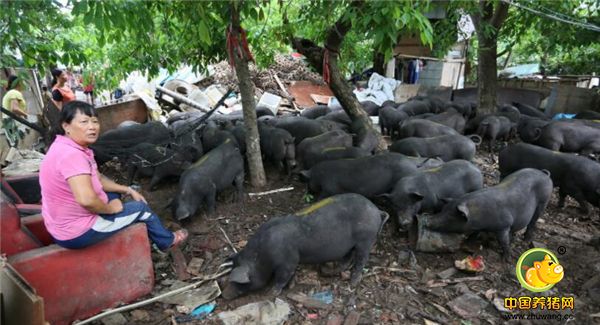 2.如果母猪半天没有动静，自然地躺着。探了产道没有发现小猪，那么可以放心等待，或者给母猪注射氯前列烯醇。