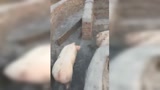 这家养猪的人太聪明了！