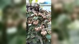这一辈子养猪没少赚钱,还真赚了三个亿,哈哈！