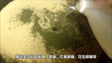 农村地里不起眼的它，用来养猪，猪长得壮，还能省下饲料钱...
