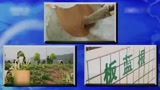 这种杂交猪收益稳定更赚钱，一头能赚八九百，发财不是梦！