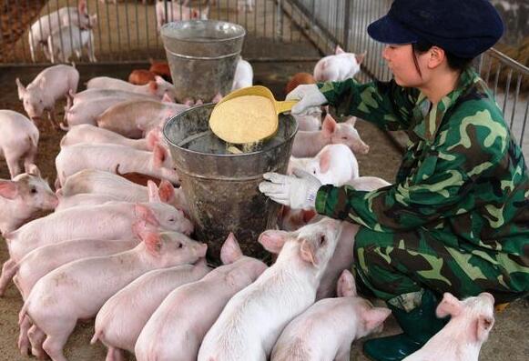 养猪人请注意安全丨这几种病不仅猪会得，人也会得！