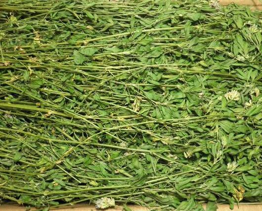 养猪有了苜蓿草，还需要担心豆粕涨价吗？
