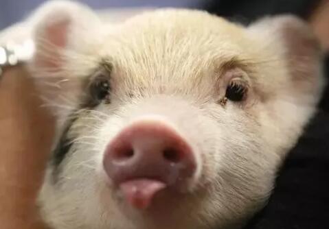 猪群发热低烧可不用药治疗，节省成本效果！