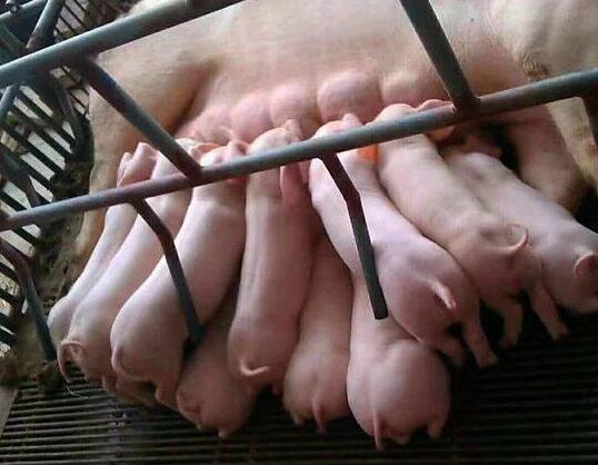 王统石：现代瘦肉型怀孕母猪料的营养设计思路