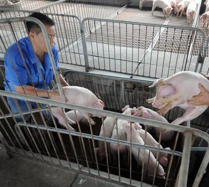 猪水肿病最好这样治，花钱少效果还好！