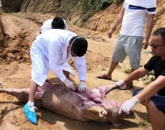 辟谣！江西一猪场371头生猪突然病死？真相是氨气中毒..