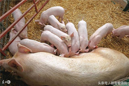 目前猪场产房常见的管理漏洞，您有几个？