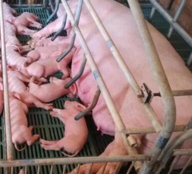 仔猪出生“见面礼”，可使仔猪成活率提高到95%！