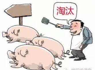 什么样的母猪该被淘汰？方法都在这张表里！