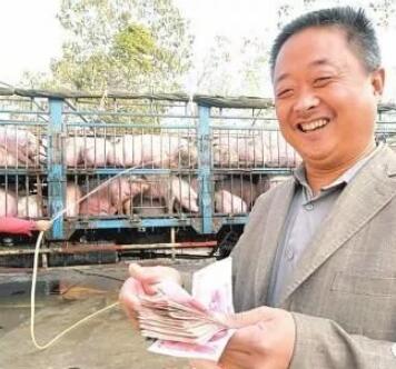 养猪不仅仅是喂猪，能做到这几点的，你离成功不远了...