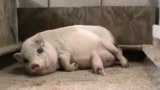 宠物猪生宝宝，奇怪了这么大的肚子，只有一个宝宝！