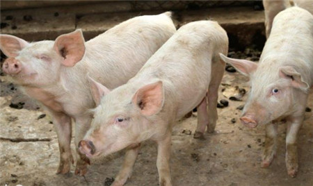 白条及零售肉价狂涨，有传说毛猪价格局部售价8.5元！