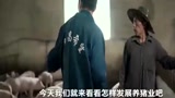 想靠养猪发家致富的朋友们机会来了，一个视频提醒你