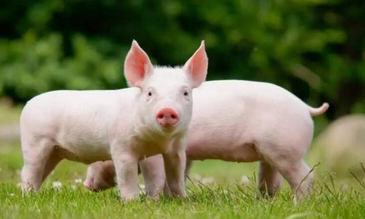 2018年09月04日全国内三元生猪价格行情涨跌表