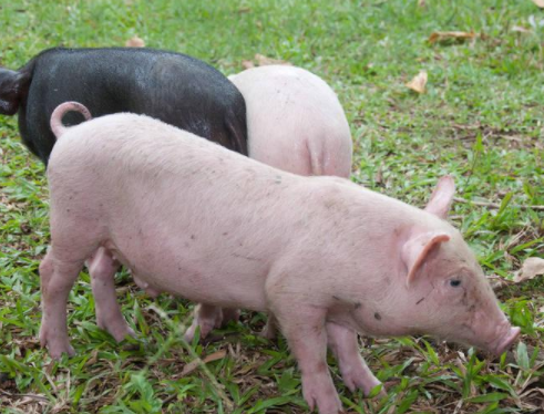 2018年09月04日全国外三元生猪价格行情涨跌表