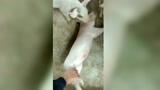 看了这个视频，知道为什么给偷懒的人叫猪了