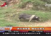 南昌县养花猪致富，哪知全跑光？！