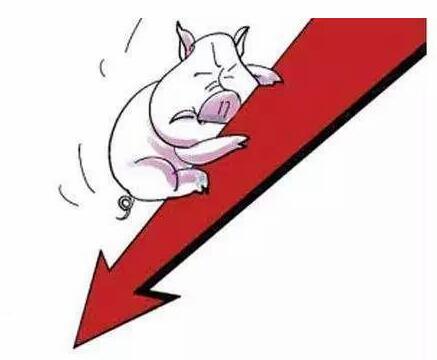 专家：疫情现在影响有限，有效防控关系后期猪价走势