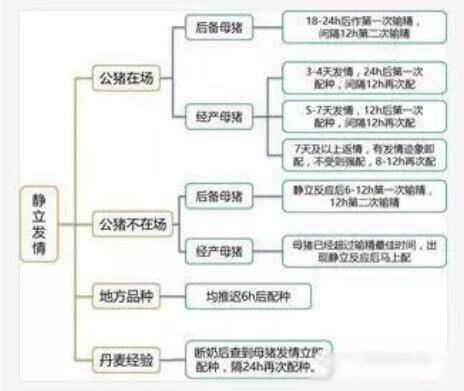 中国养猪网