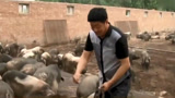 致富经：农村大叔养殖罕见土猪，销售额达3000万成功致富！