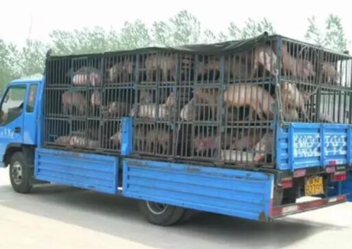 95头生猪运输途中死亡，司机却被判无需担责！怎么回事？