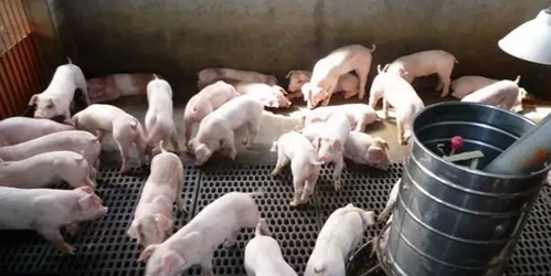 重拳出击！防范非洲猪瘟，检举走私最高奖500万