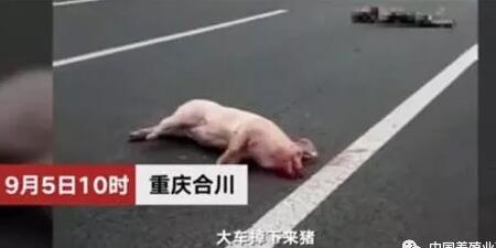 老人为捡运猪车掉下的生猪酿惨剧，连人带猪被撞飞...