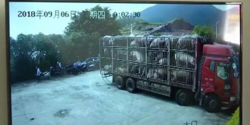 扑杀！河南牌照车运输96头猪进入福建某县定点屠宰场！