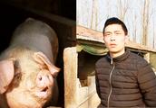 小伙养猪，年收入100万！