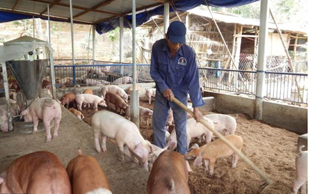 猪病预警！秋季养猪场要谨防这5大疾病！