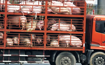 猪价行情涨幅扩大，多地价格突破15元/公斤