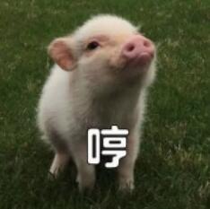 养猪之声丨你以为你对猪很了解吗？不，你不了解