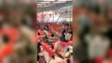 这样的大场面，养猪场老板看了估计很开心！