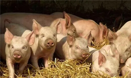 这种猪病十分常见，却没有引起重视？！