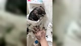 这个视频火了，家有社会猪，可把主人气坏了！