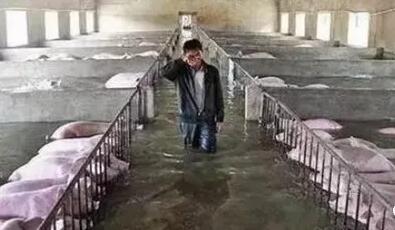 ​双台风强势逼近华南！别慌，最全猪场防御指南助你迎战！