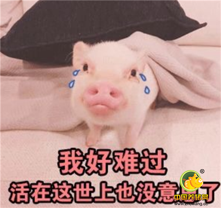 今日头条