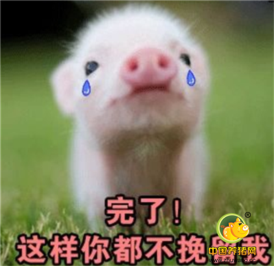 今日头条