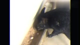 推荐你：最新致富门路-野猪养殖山猪养殖业