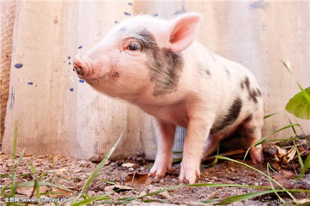 猪常见疾病对应病料采集部位及其保存方法！