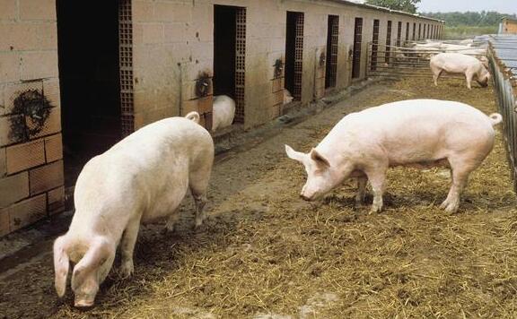 秋季防控咳嗽喘气腹式呼吸、腹泻、口蹄疫的5点措施！