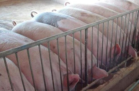 农村的死猪都卖到餐馆了？老猪农：乱讲，真相是这样的！