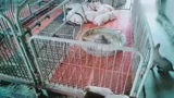 猪宝宝在睡觉，守护者是一条小狗